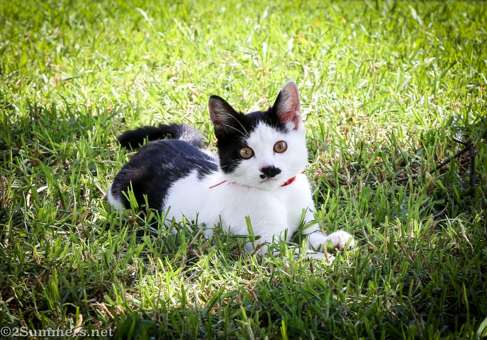 Cute cat in Fietas