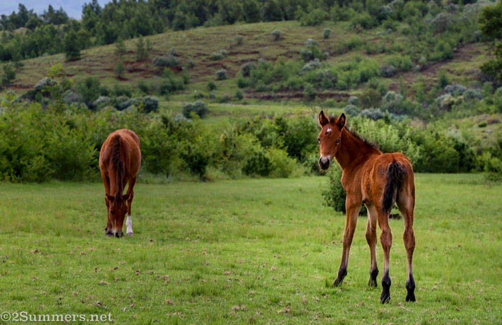 Drakensberg-2509