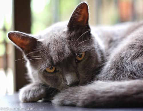 Smokey Melville Cat
