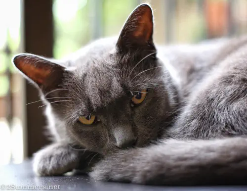 Smokey Melville Cat