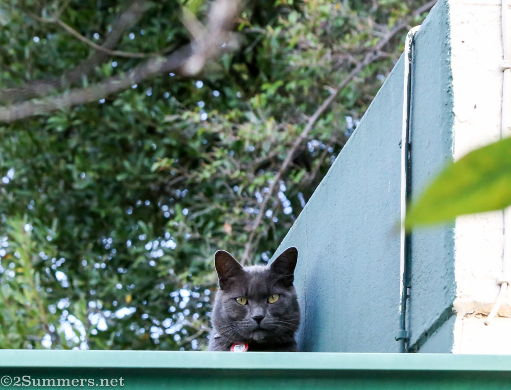 The Melville Cat looks down on the garden from the roof.