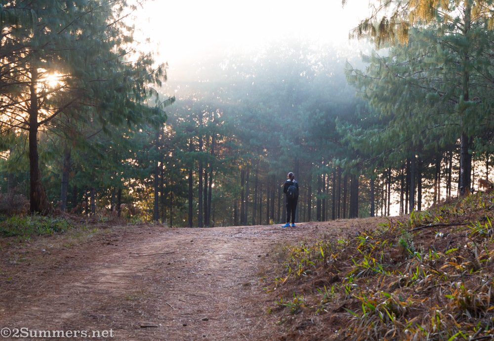Asma in pine forest