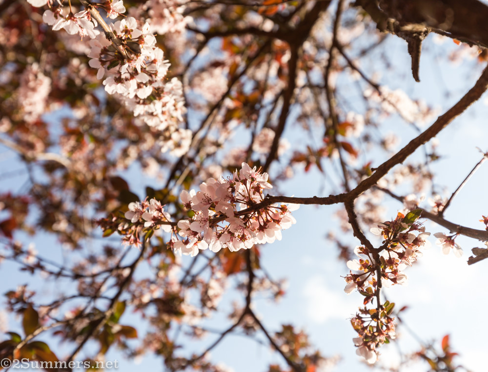 Venda plum tree