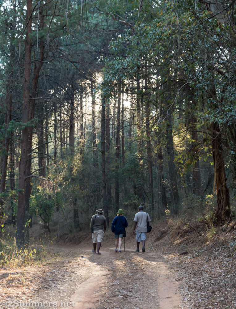 Kurisa Moya forest