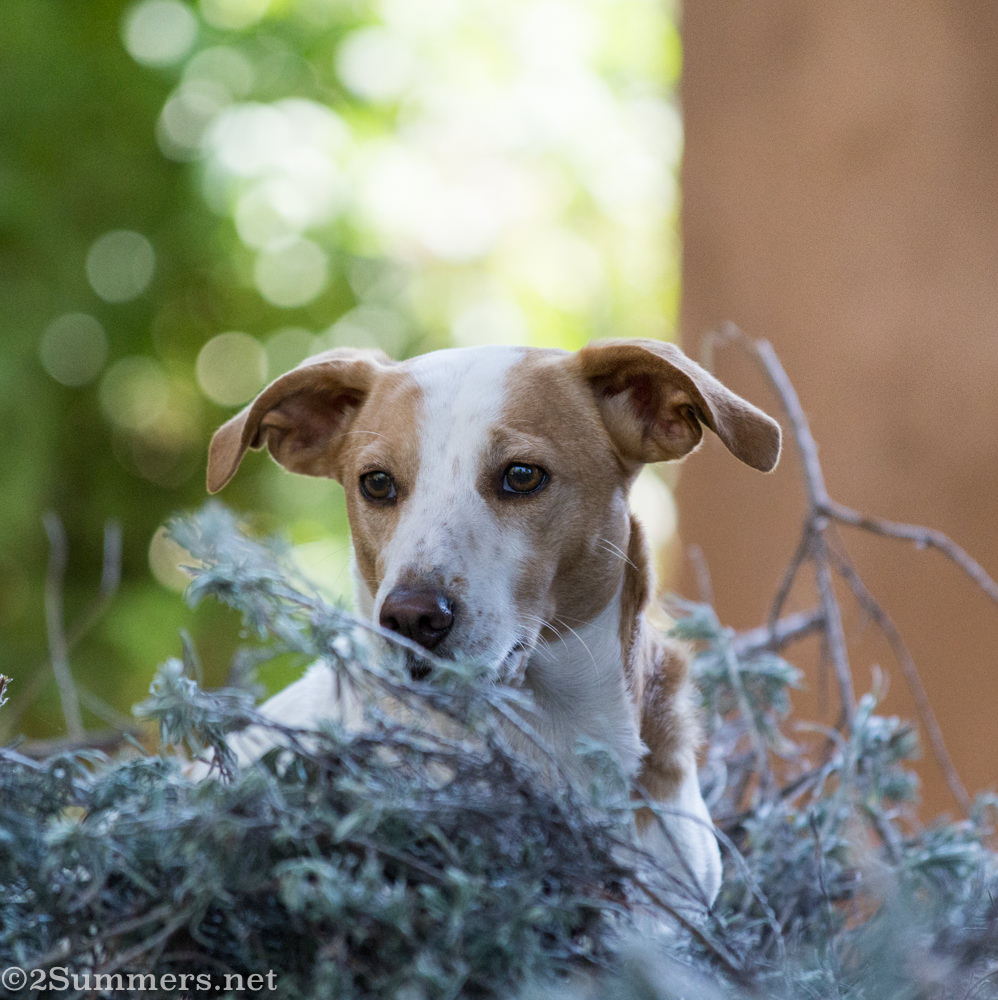 Beetle the dog