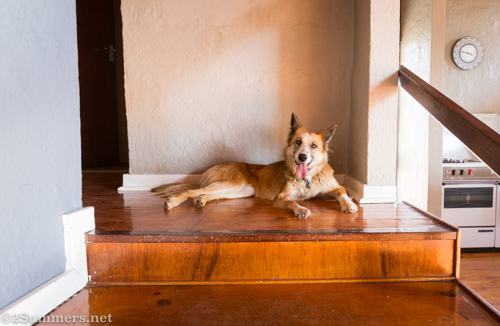 Starbuck the dog