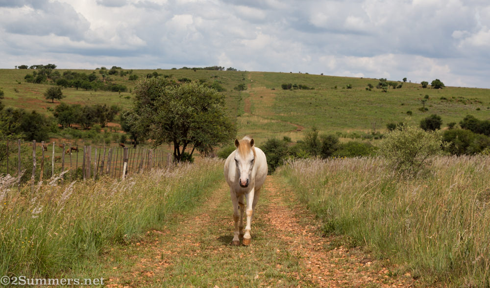 Pony on the path
