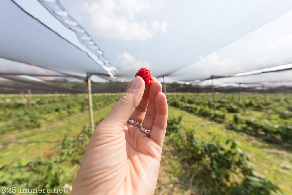Holding a raspberry 