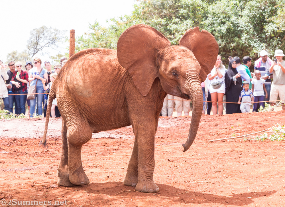 Hurt baby elephant