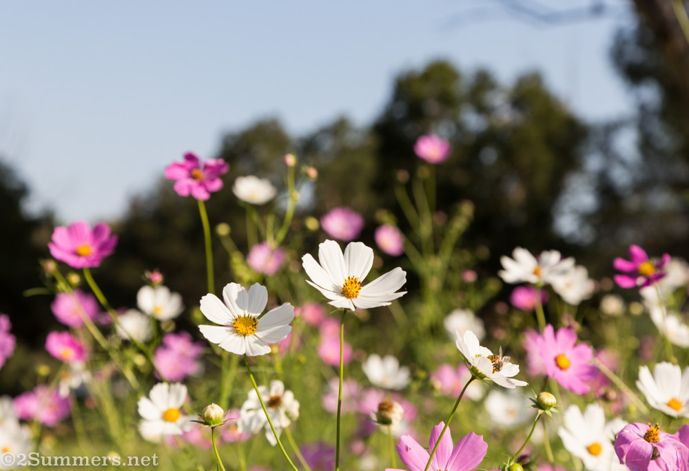 Cosmos
