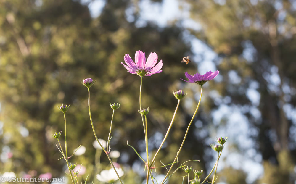 Bee and cosmos