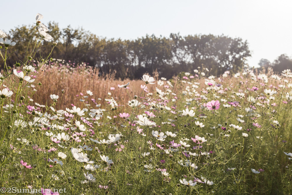 Cosmos field