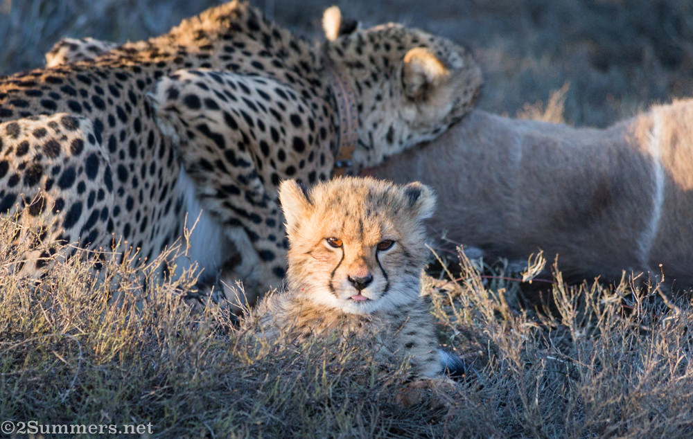 Cheetahs