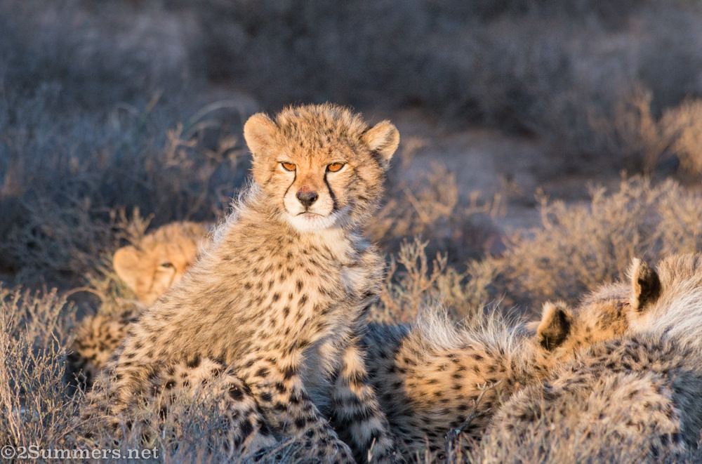 Cheetahs