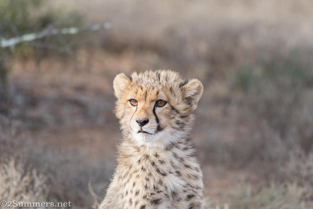 Cheetah tongue 