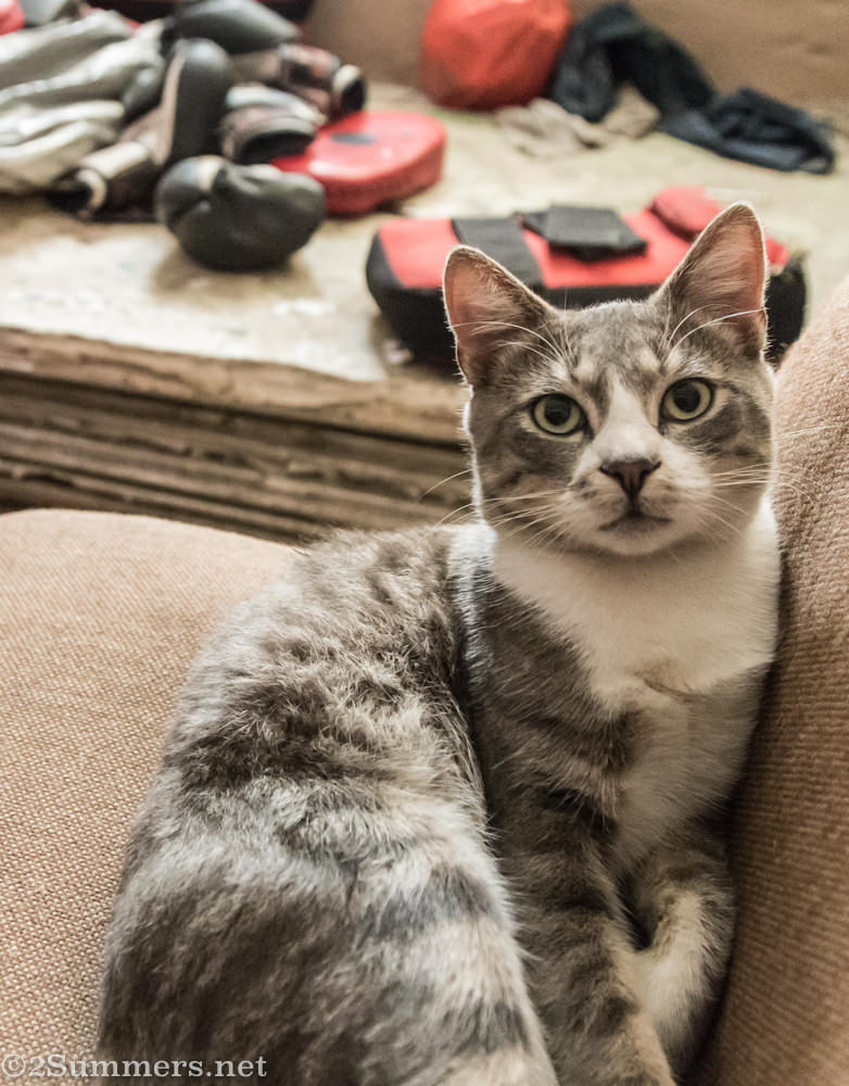 Nippy the cat