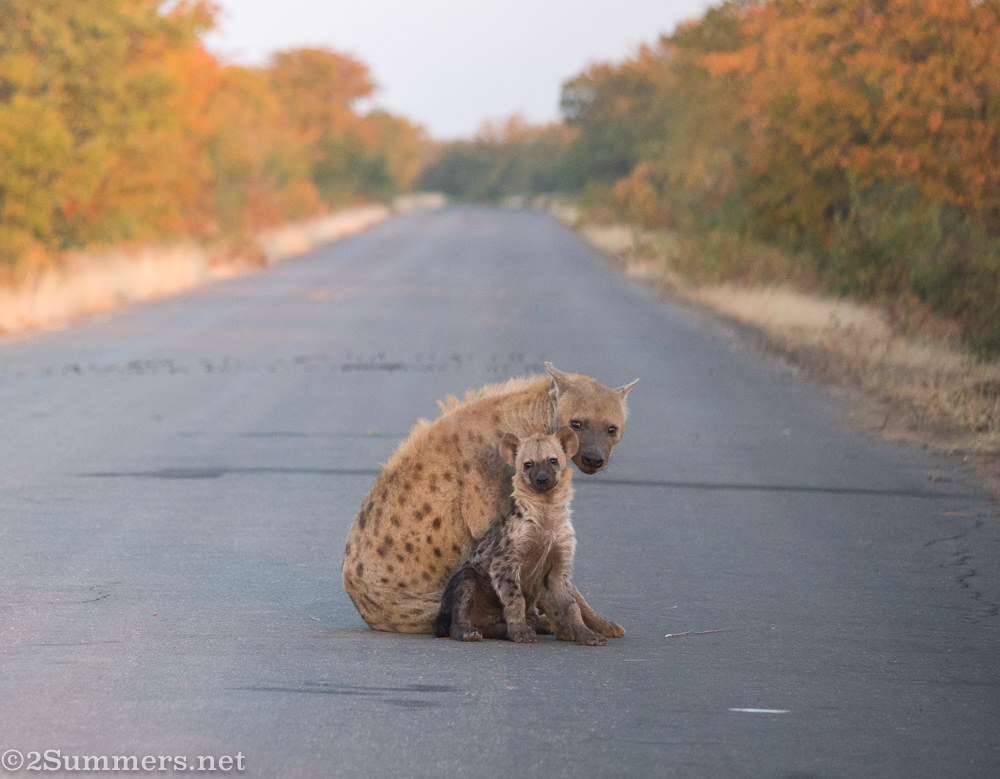 Mom and cub hyena, both looking