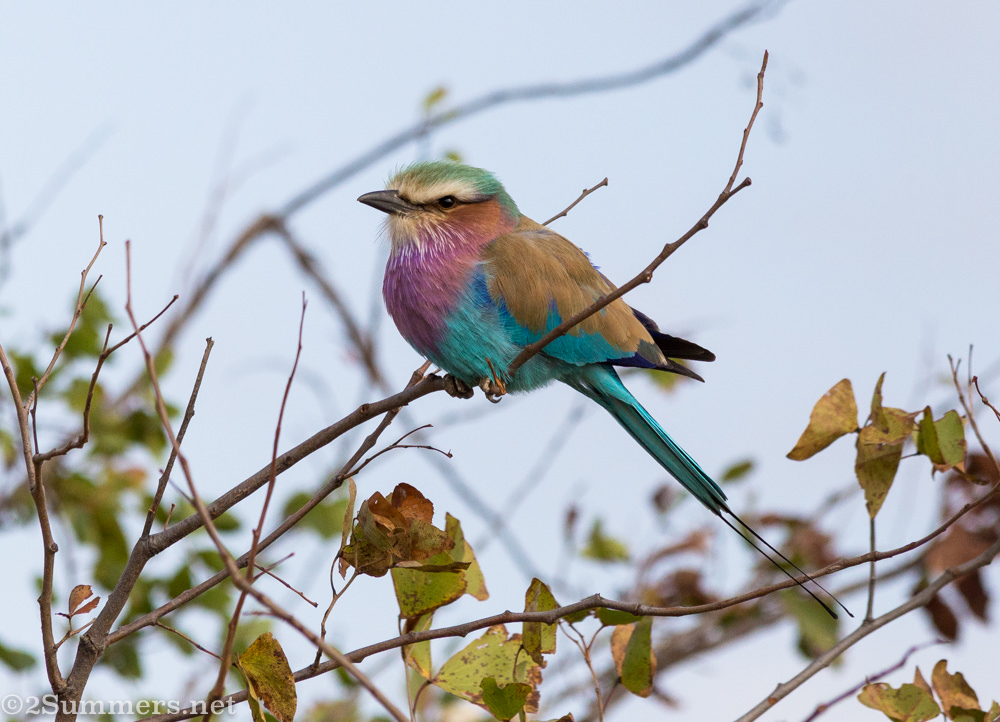 Lilac-breasted roller