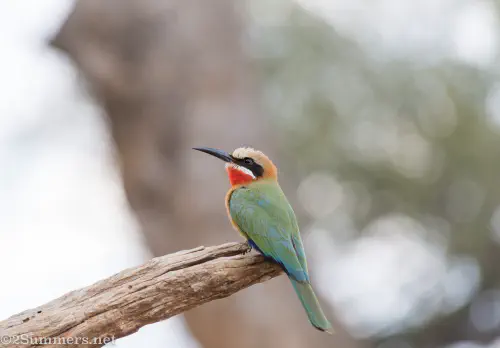 bee-eater in the Kruger