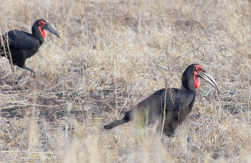 Southern ground-hornbill