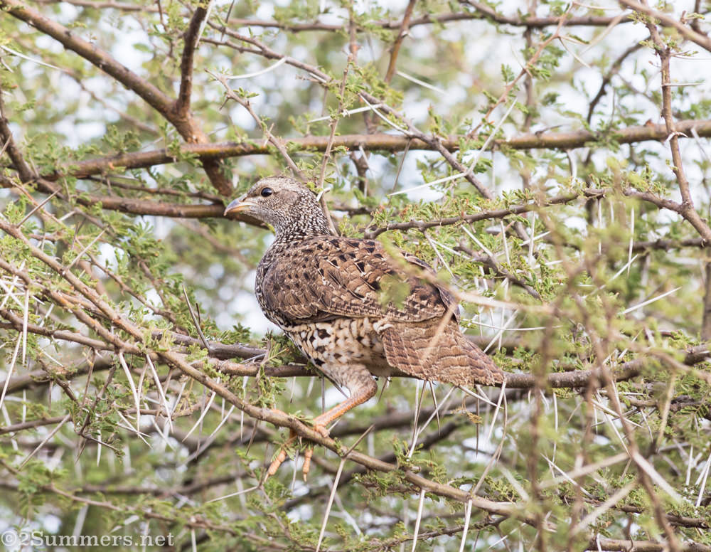 Francolin in Kruger