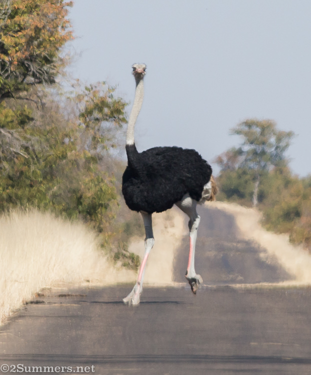 Ostrich