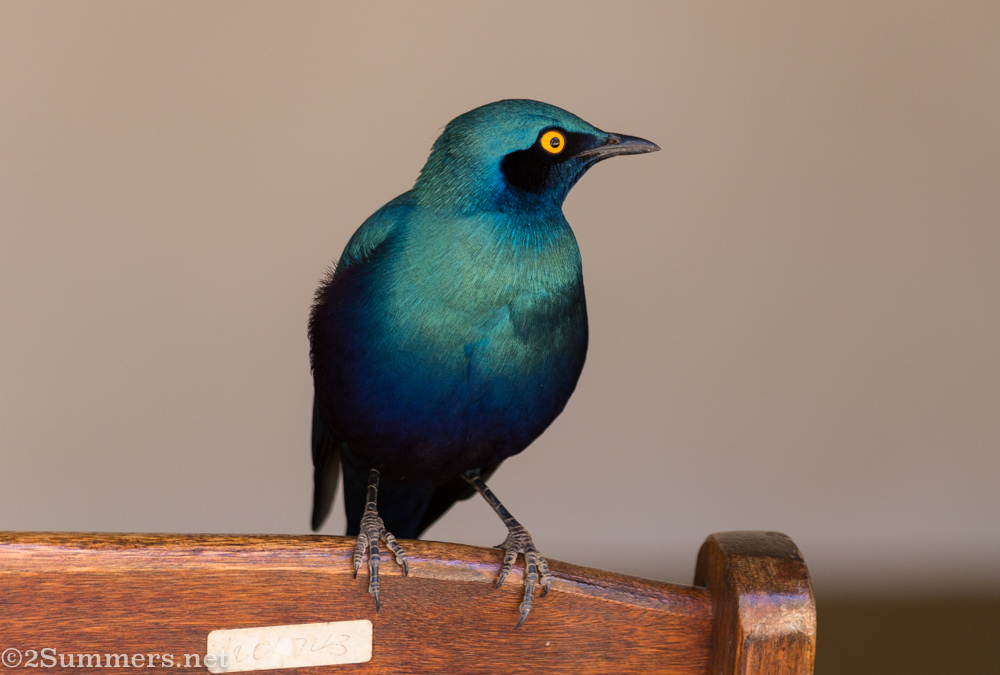 Glossy starling birds of the Kruger