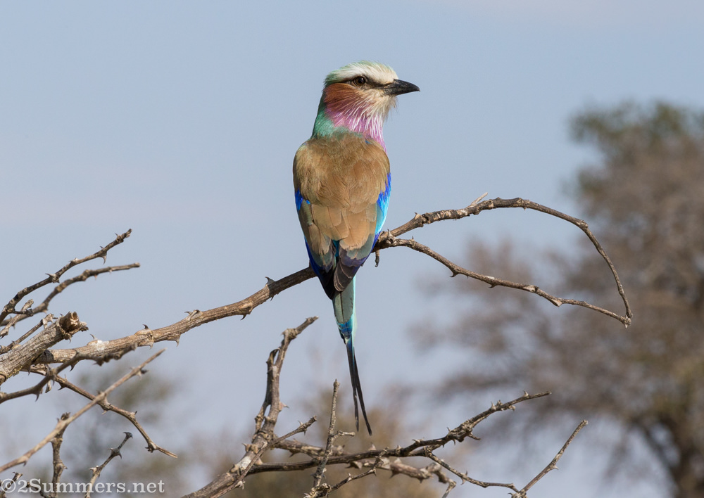 Lilac-breasted roller