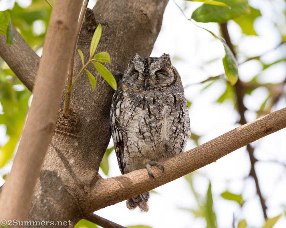 African scops owl at Satara Rest Camp