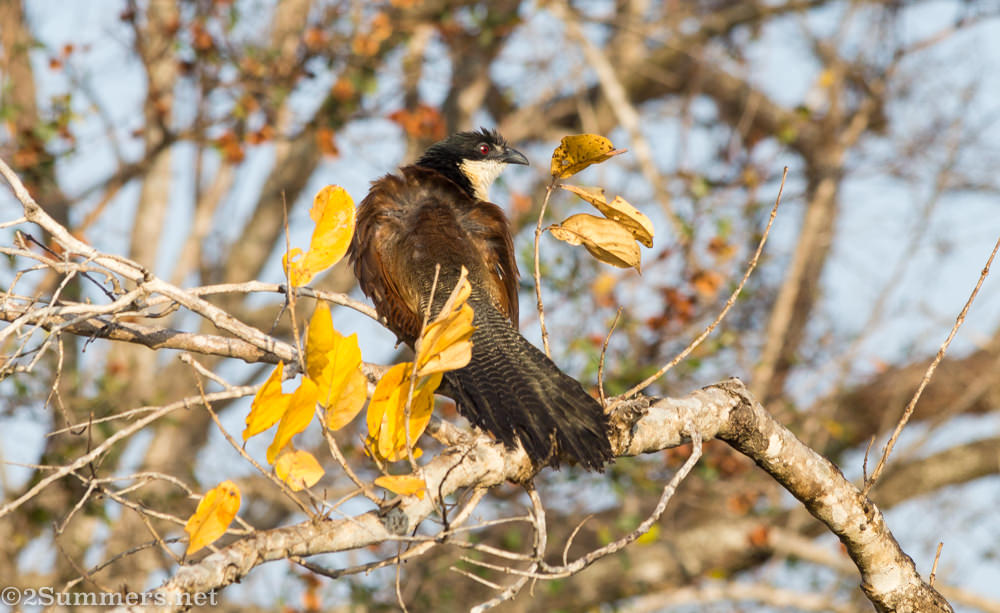 Burchells Coucal - birds of the Kruger