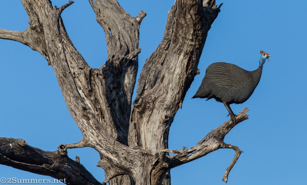 Guinea fowl