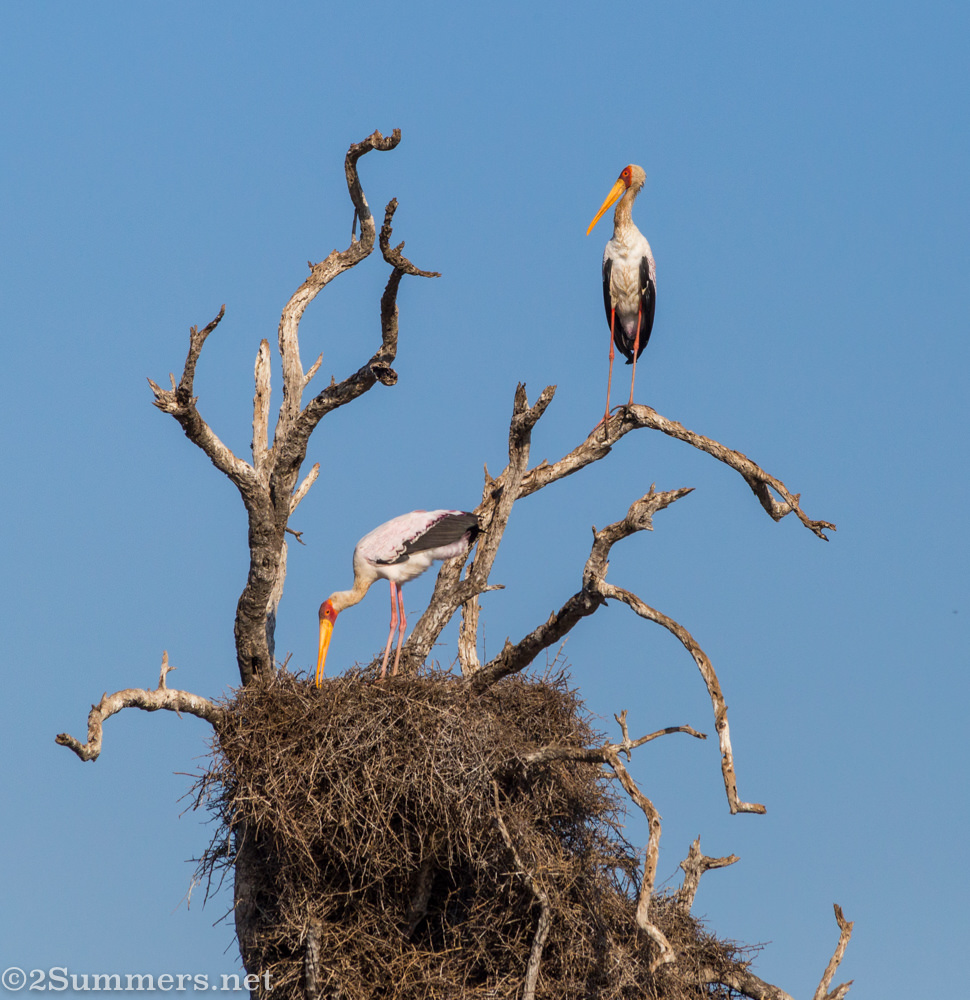 Yellow-billed storks