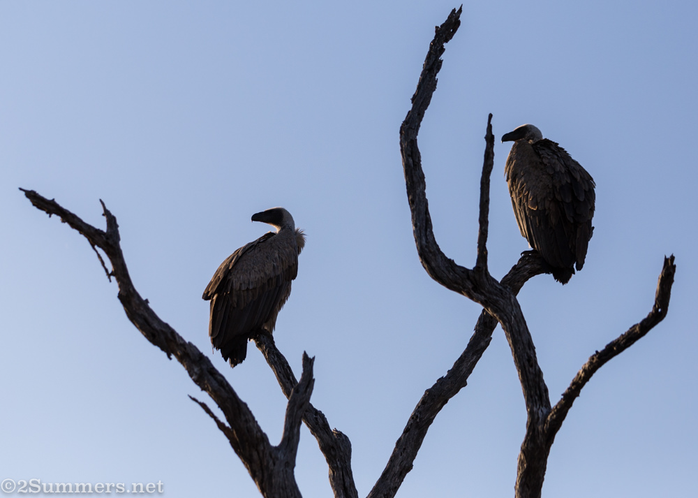 Whitebacked vultures