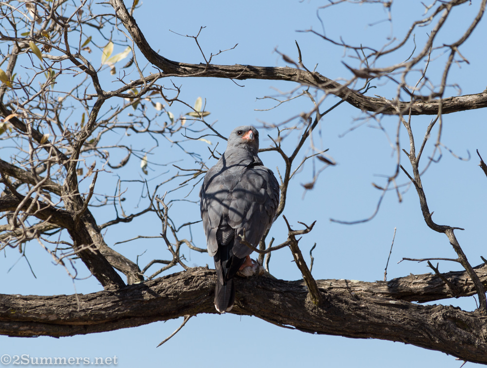 Dark chanting goshawk