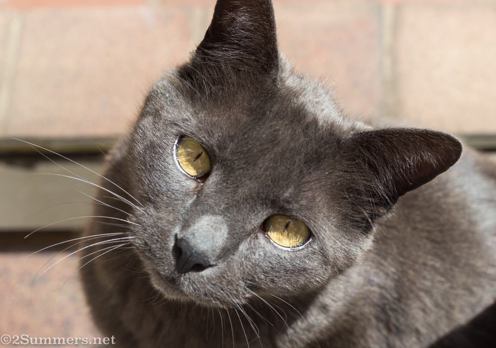 Smokey looking up