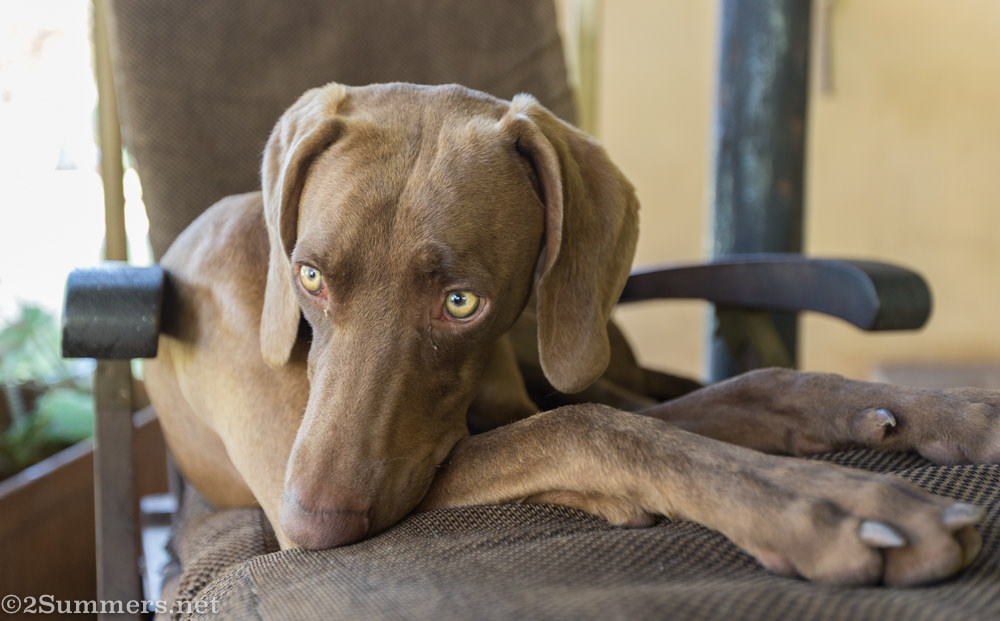 Aero the dog