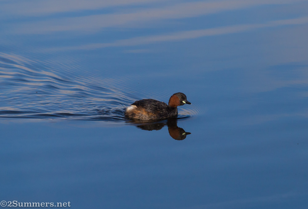 Little grebe at Marievale bird sanctuary