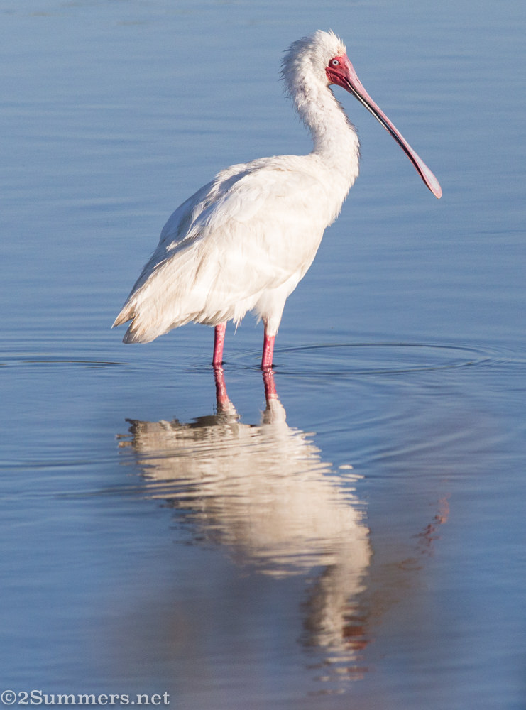 African spoonbill in Marievale