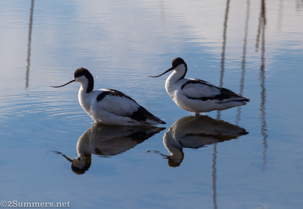 Pied avocets in Marievale