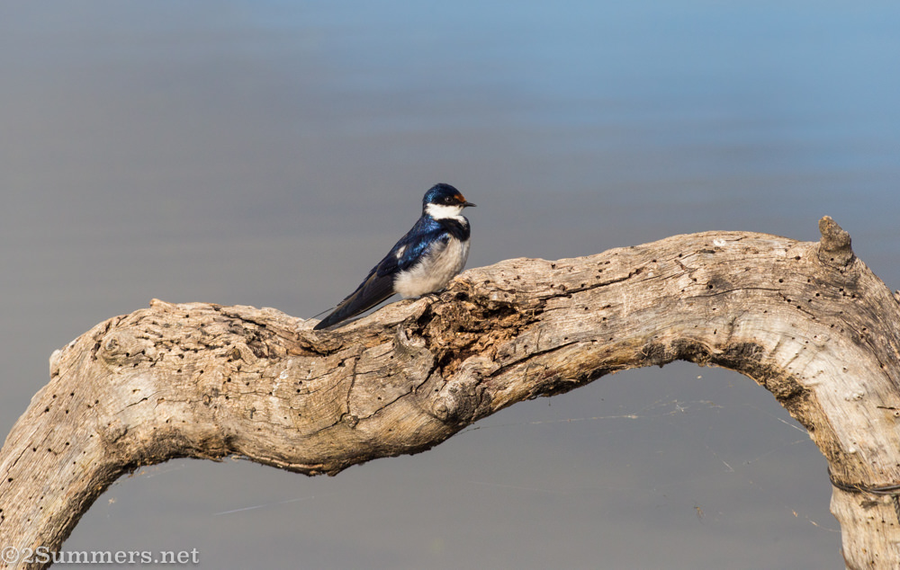White-throated swallow in Marievale