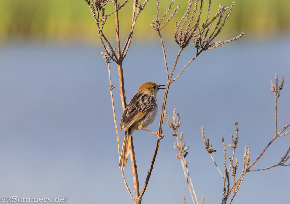 Levaillant’s cisticola