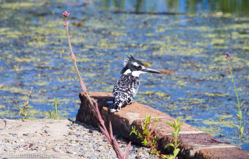 Pied kingfisher