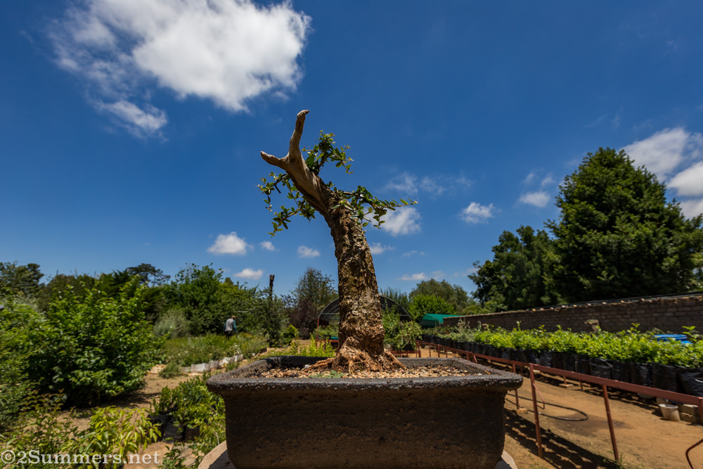Bonsai