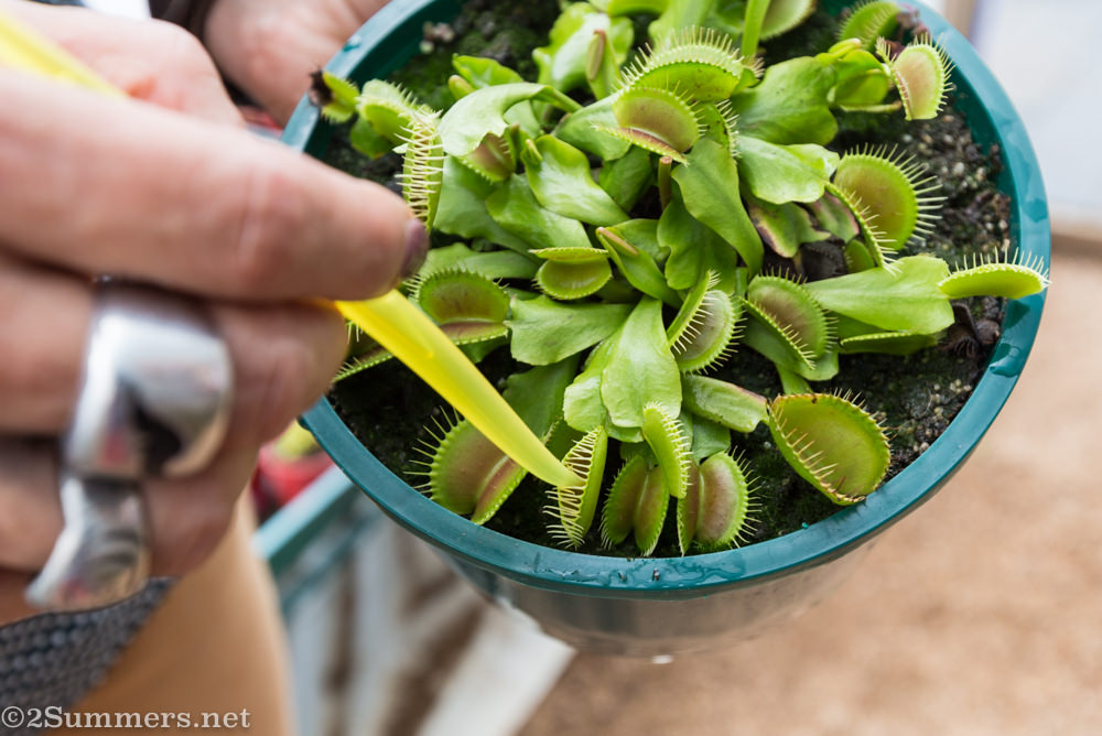 Fly trap clamping