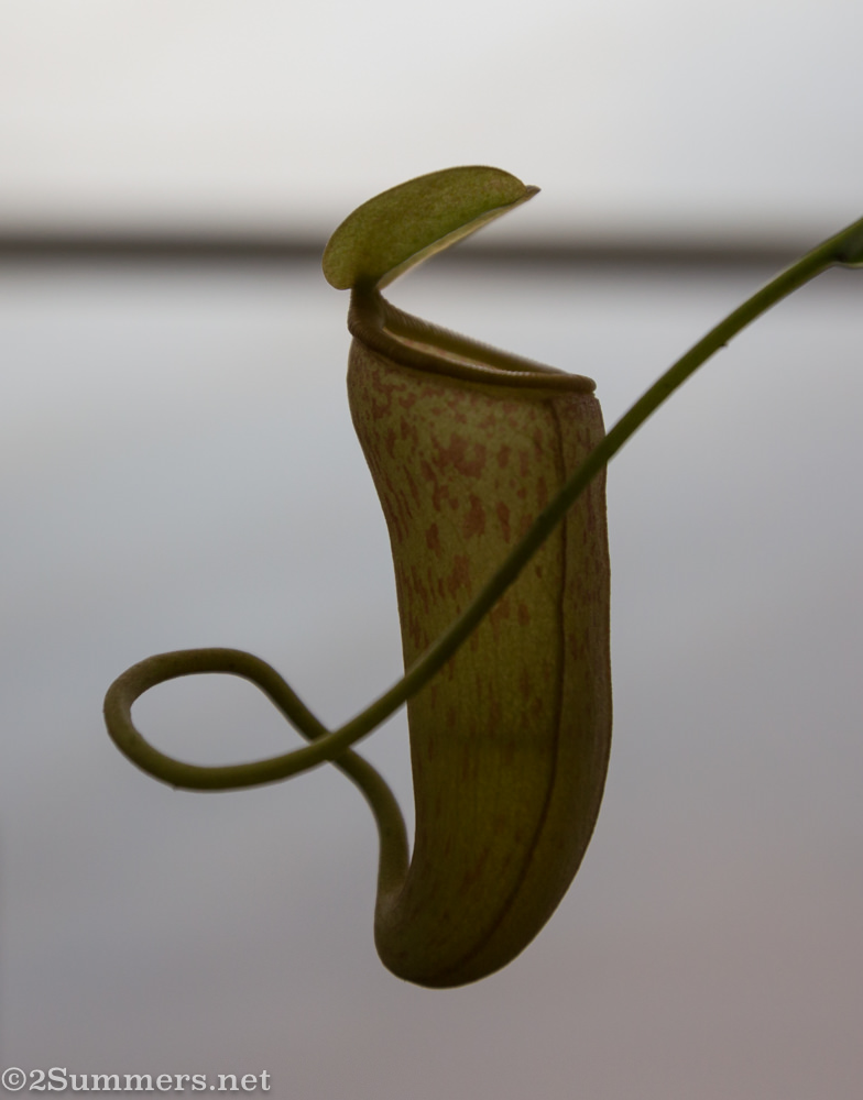 Tropical pitcher