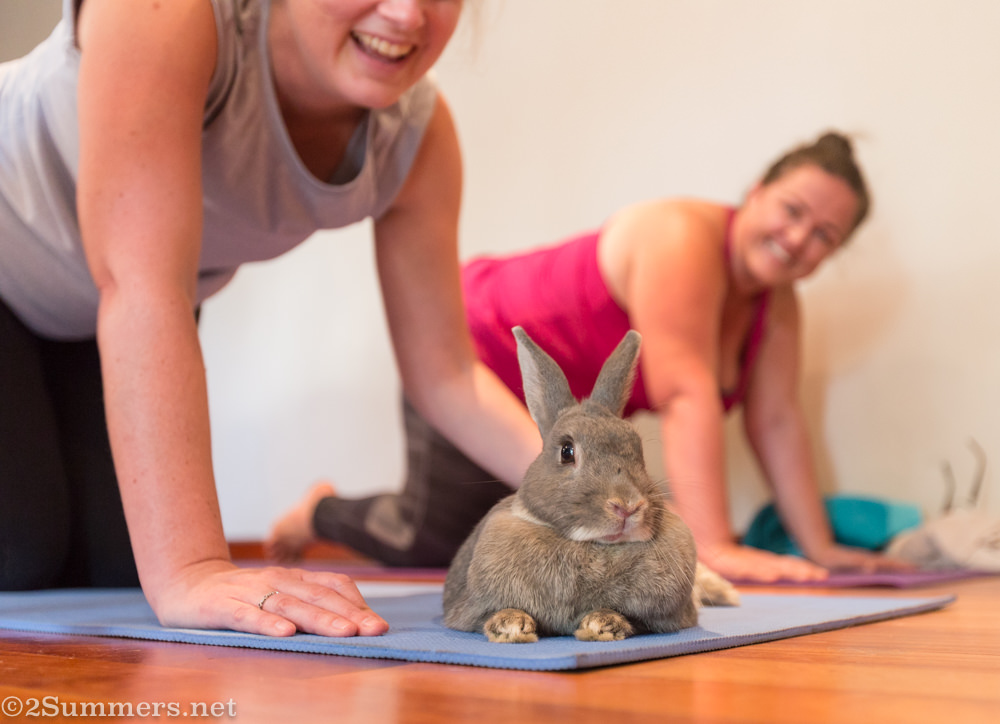 Bunny and yogi