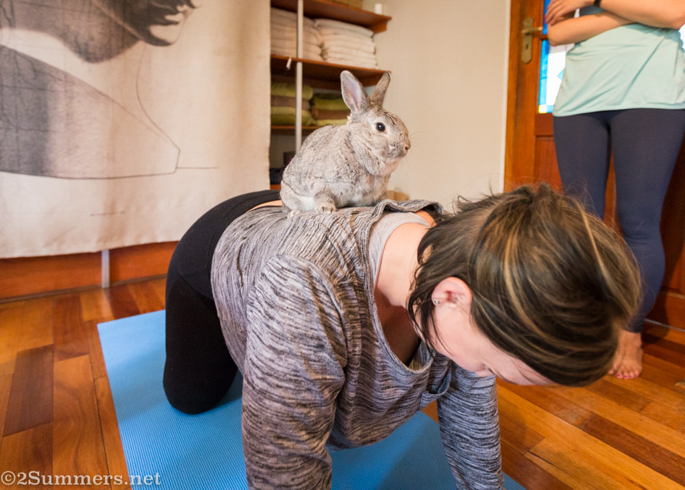 Bunny on back