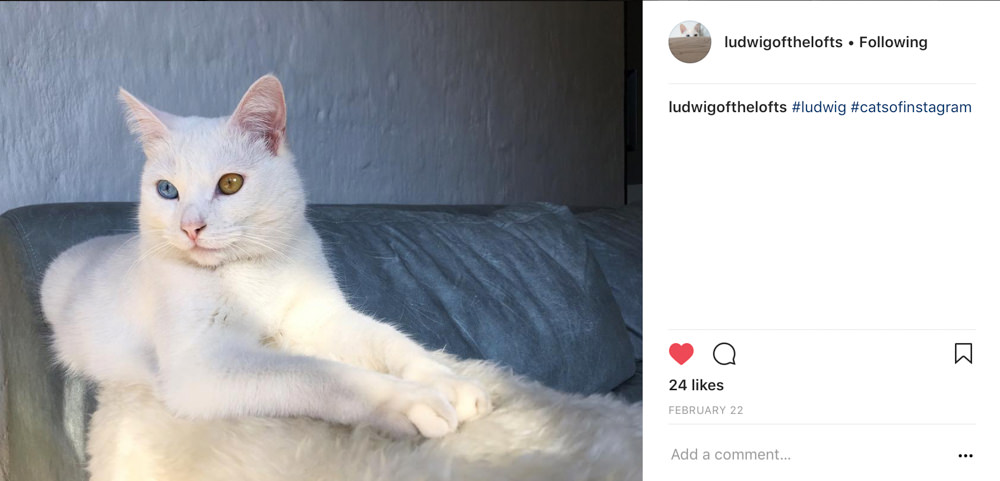 Ludwig cat portrait