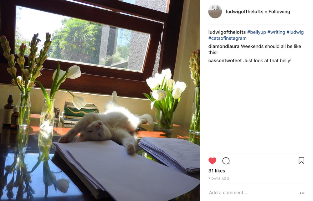 Ludwig and flowers