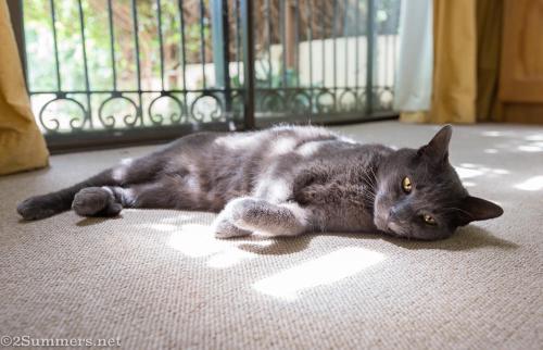 Melville Cat in bedroom